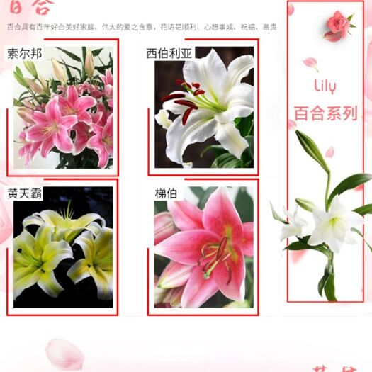 昆明 百合花批发