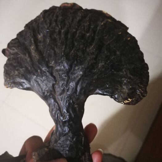 通化县 灵芝