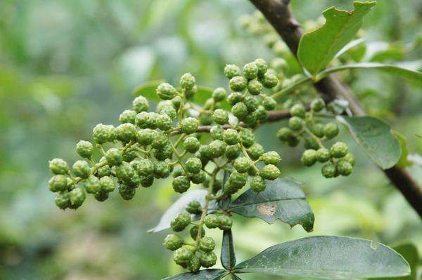 布拖县青花椒 特级 干花椒
