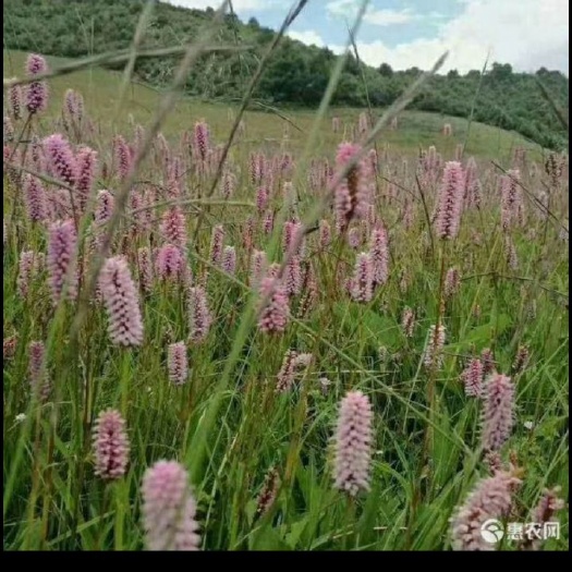 鹤庆县草血竭鲜货