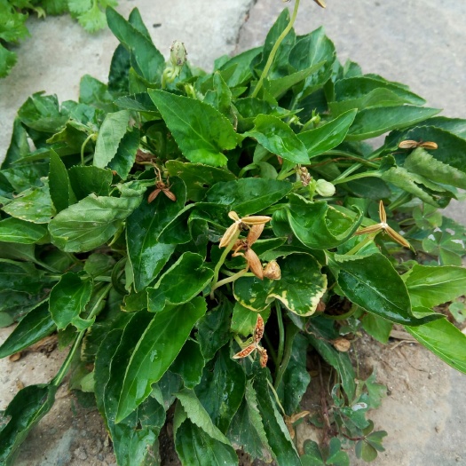 沁水县 鲜货紫花地丁