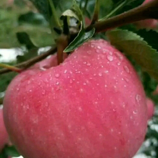 泰安 红富士苹果苗