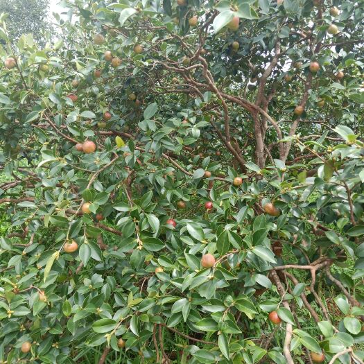田林县广西田林高山老茶树籽山茶油，茶籽是树上自然开口地上捡太阳晒干