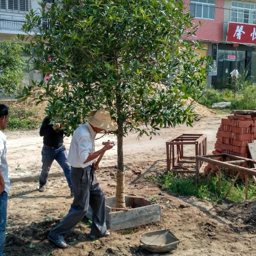 咸宁中国桂花之乡自产自销桂花树八月桂金桂