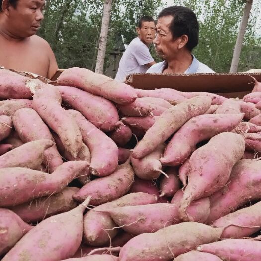 临漳县商薯19号 沙土商薯19