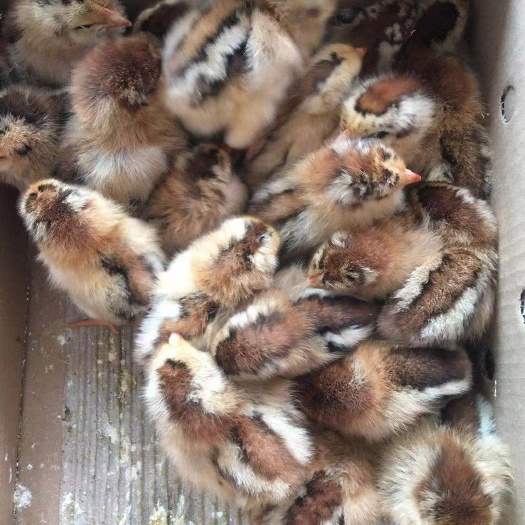 南宁 良凤花鸡苗