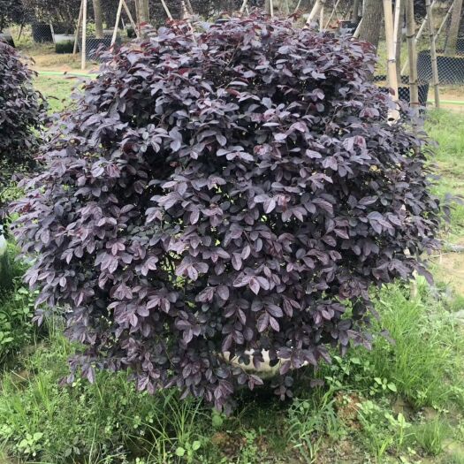 漳浦县 红花继木批发 基地现货直供 红花继木价格