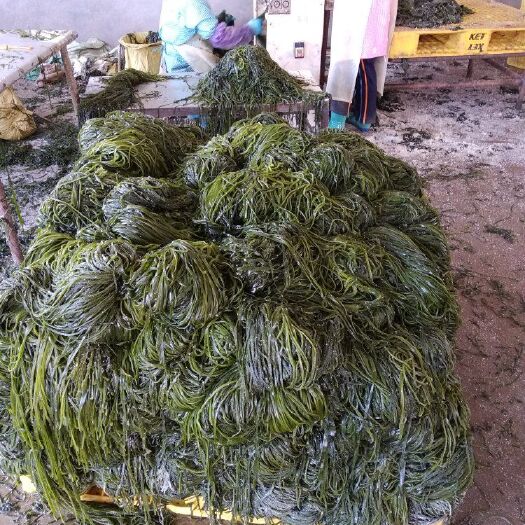盐渍海带  正宗山东荣成海带丝出口转内销质量优价格低基地供货