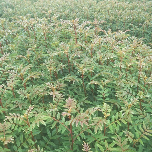 曲靖 红花椒苗，大红袍花椒苗，贡椒苗