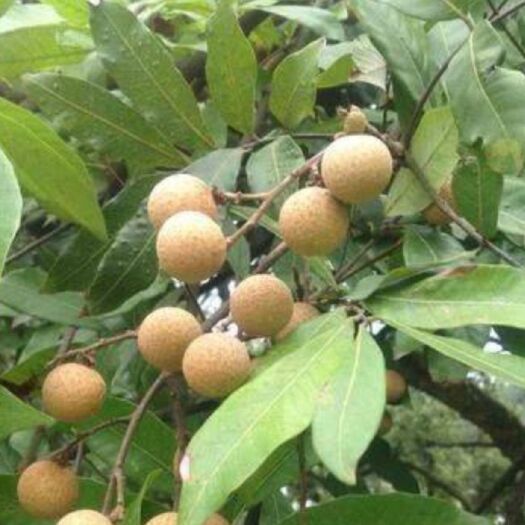 泸县泸州龙眼 量大从优，欢迎咨询
