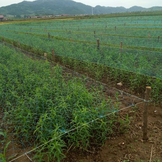 通化县 售百合种子，优点是当年下种当年收货，是长白山食用百合品质好
