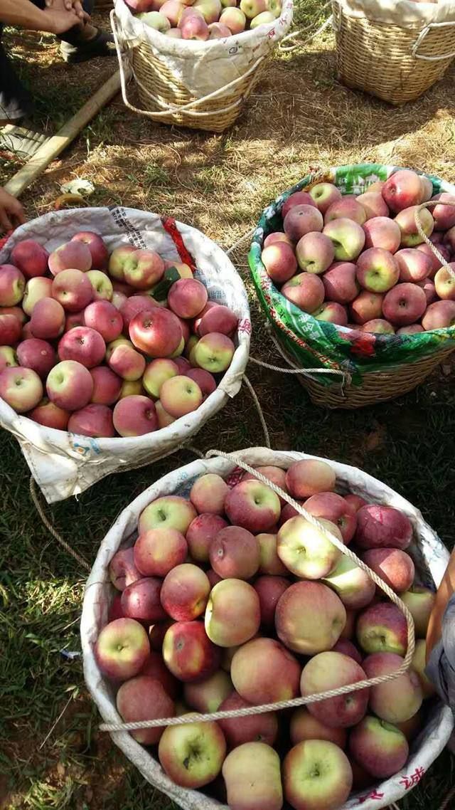 大凉山冰糖心丑苹果香脆甜当季新鲜水果现摘现发昭通苹果