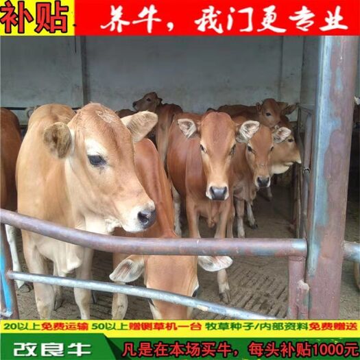 菏泽 改良黄牛 买十头送一头