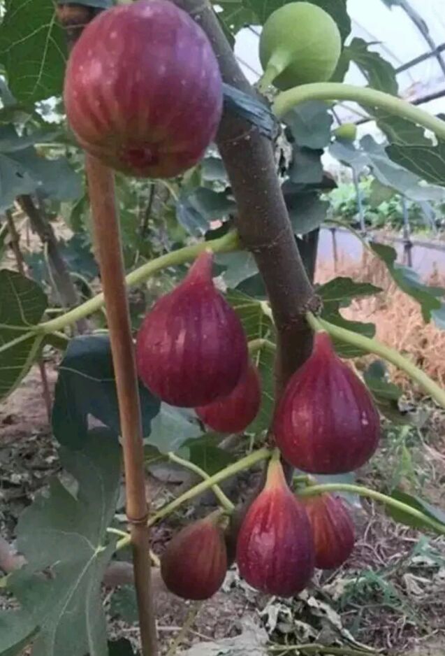 波姬红无花果苗  波姬红无花果树苗量大从优