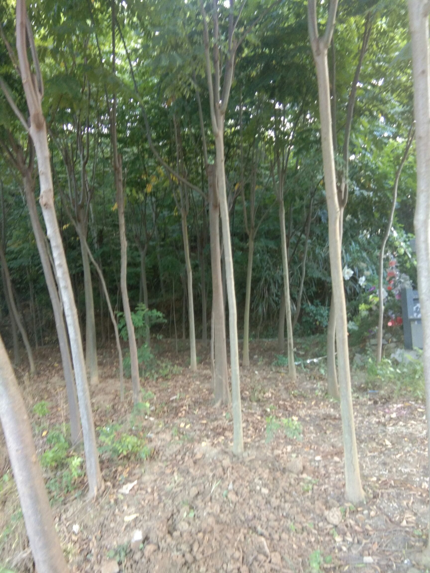 黄山栾树 正宗黄山栾村出销