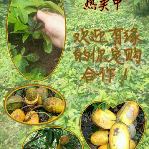 屏山县九月黄苗  九月瓜九月黄