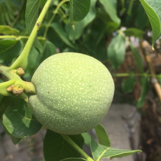 泰安 嫁接核桃苗批发供应 早实核桃苗价格咨询 核桃苗种植管理技