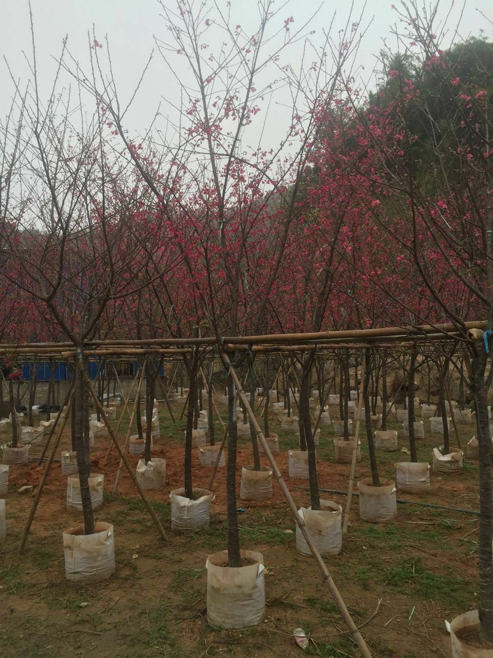  福建山樱花大型基地 樱花花期 樱花价格