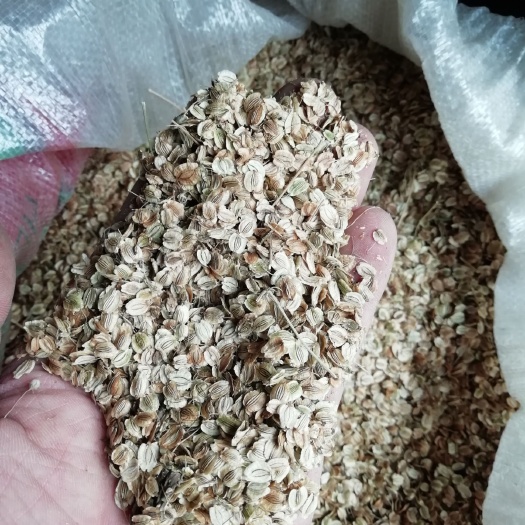 泗水县白芷种子