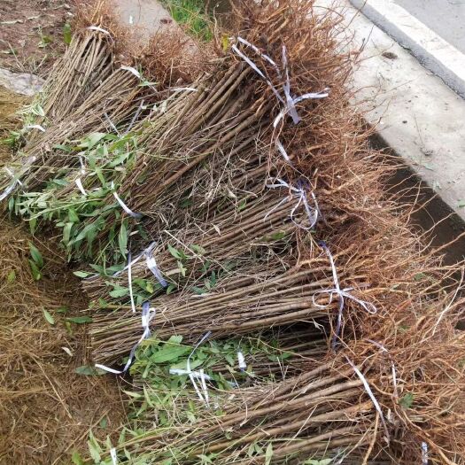 苍溪县毛桃苗  未嫁接，占地苗