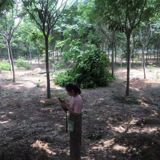 沭阳县 栾树12公分，规格齐全，基地直销，欢迎考察
