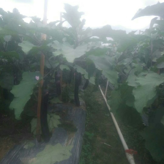 南宁紫长茄 紧长茄，三两以上。新苗