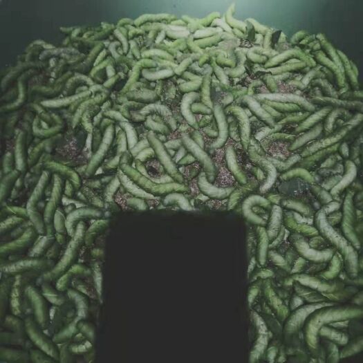 周口 豆虫