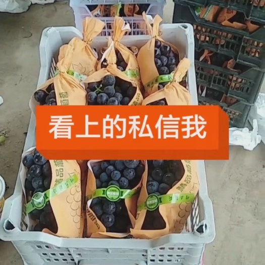 柘城县夏黑葡萄 高端精品夏黑（精品包装都可以，）