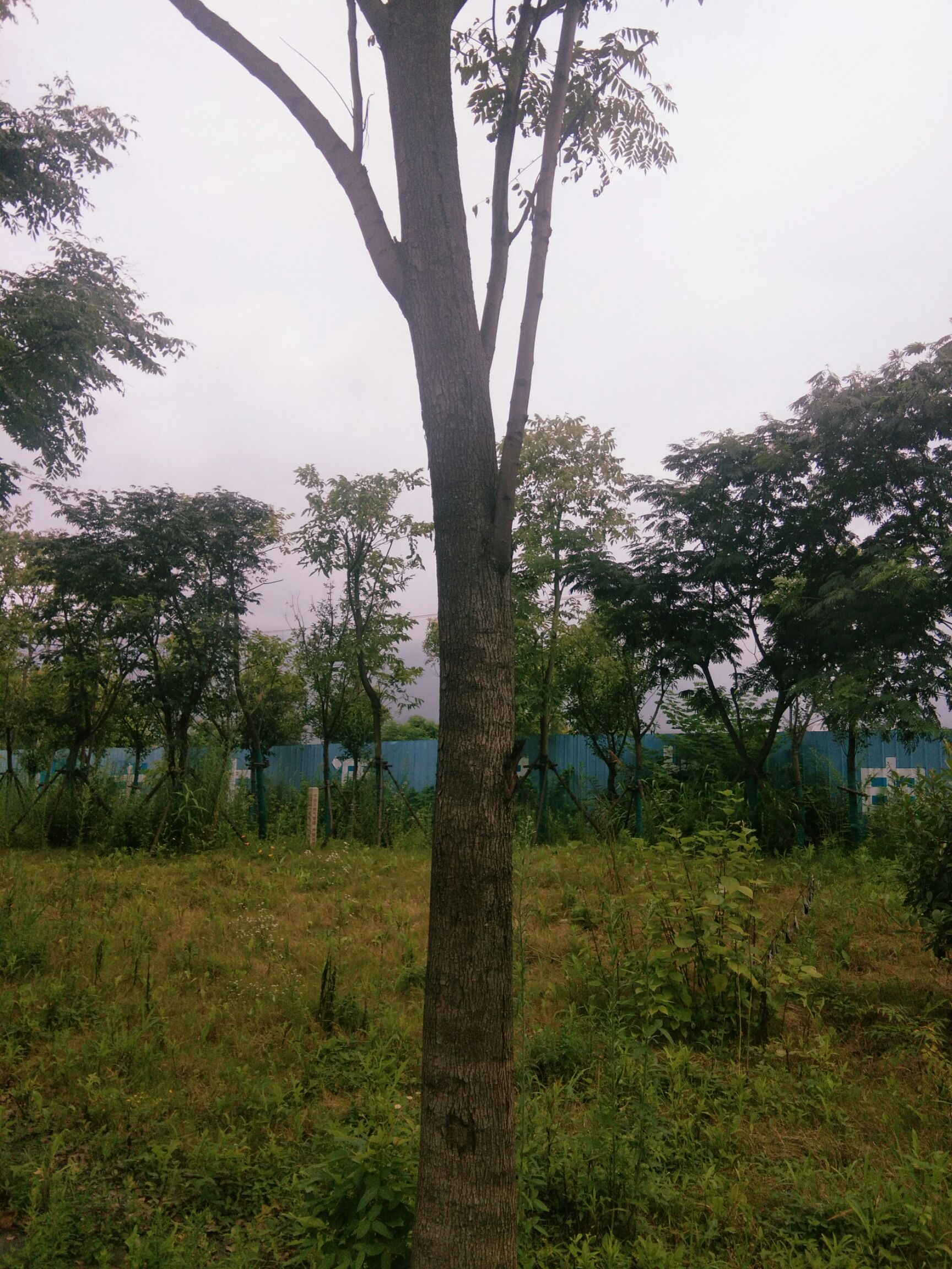 黄山栾树 正宗黄山栾村出销