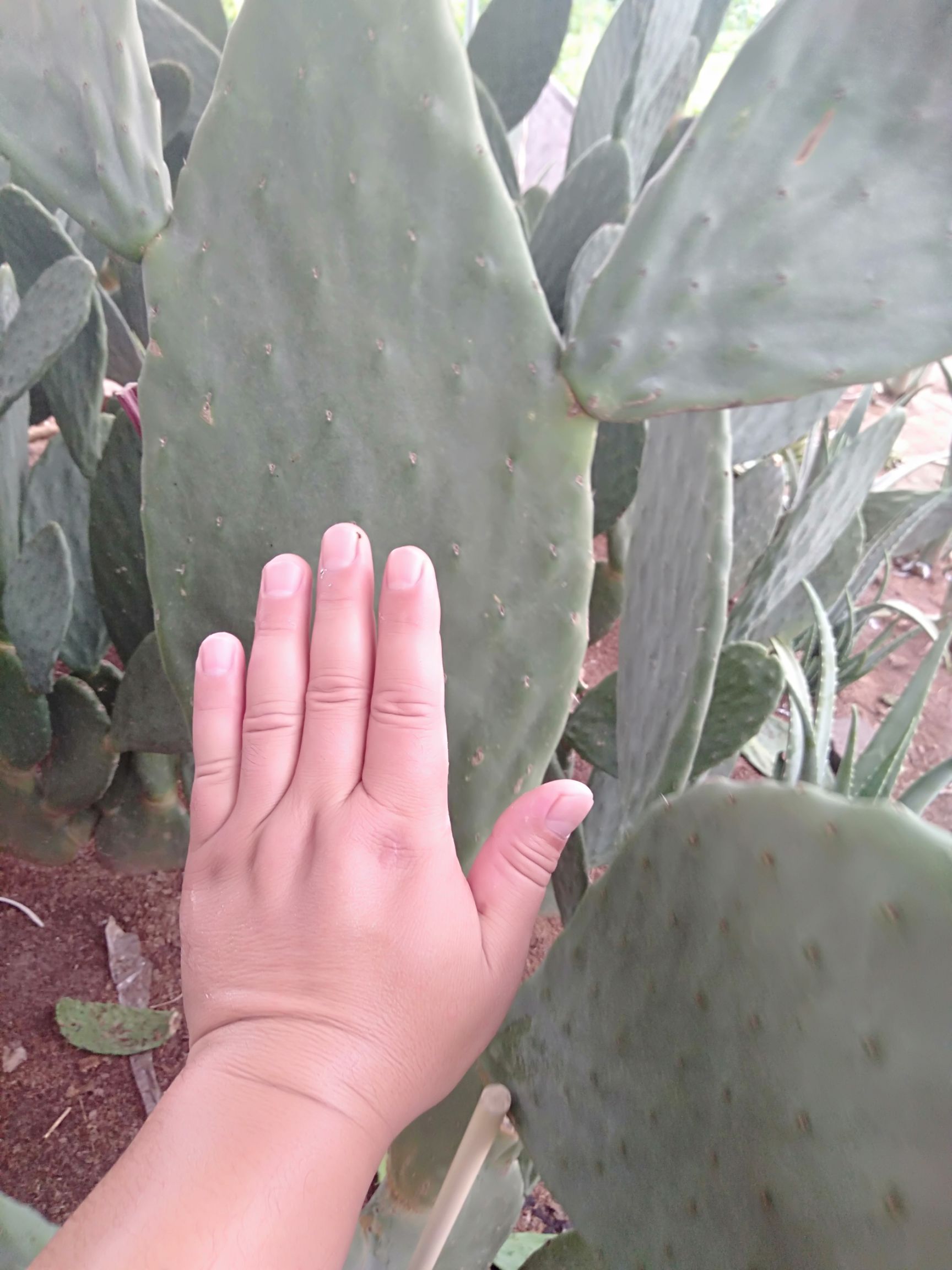  许昌芦荟仙人掌种植销售