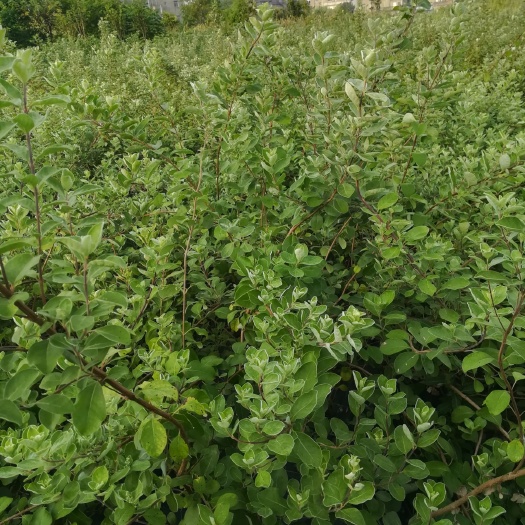 湖口县蔓荆子苗 江西单叶蔓荆子
