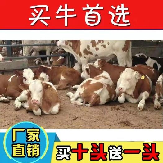 菏泽 改良牛  买十头送一头