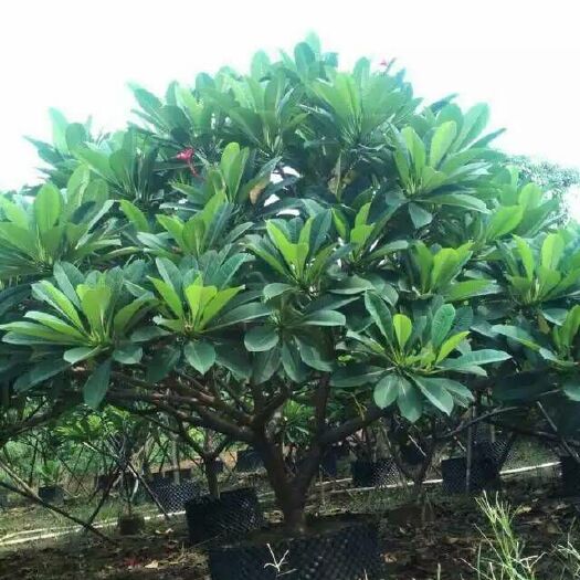 漳浦县红鸡蛋花 鸡蛋花甩卖 鸡蛋花基地价格 鸡蛋花花期
