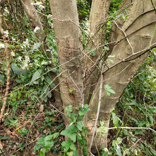 舒城县 朴树价优，有从生3－7杆，有单杆15－40公分价格面谈。