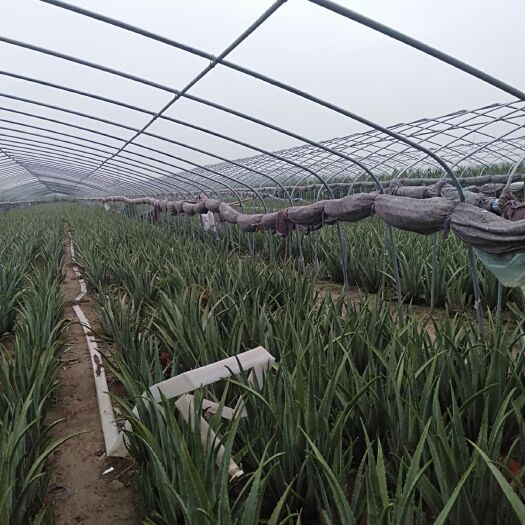 许昌食用仙人掌 40公分以上