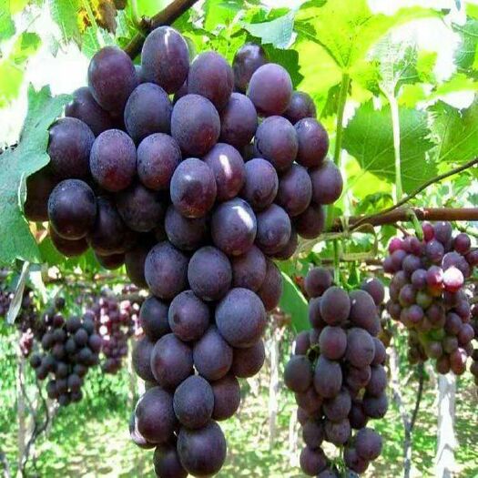 威县巨峰葡萄 1-1.5斤 5%以下 1次果