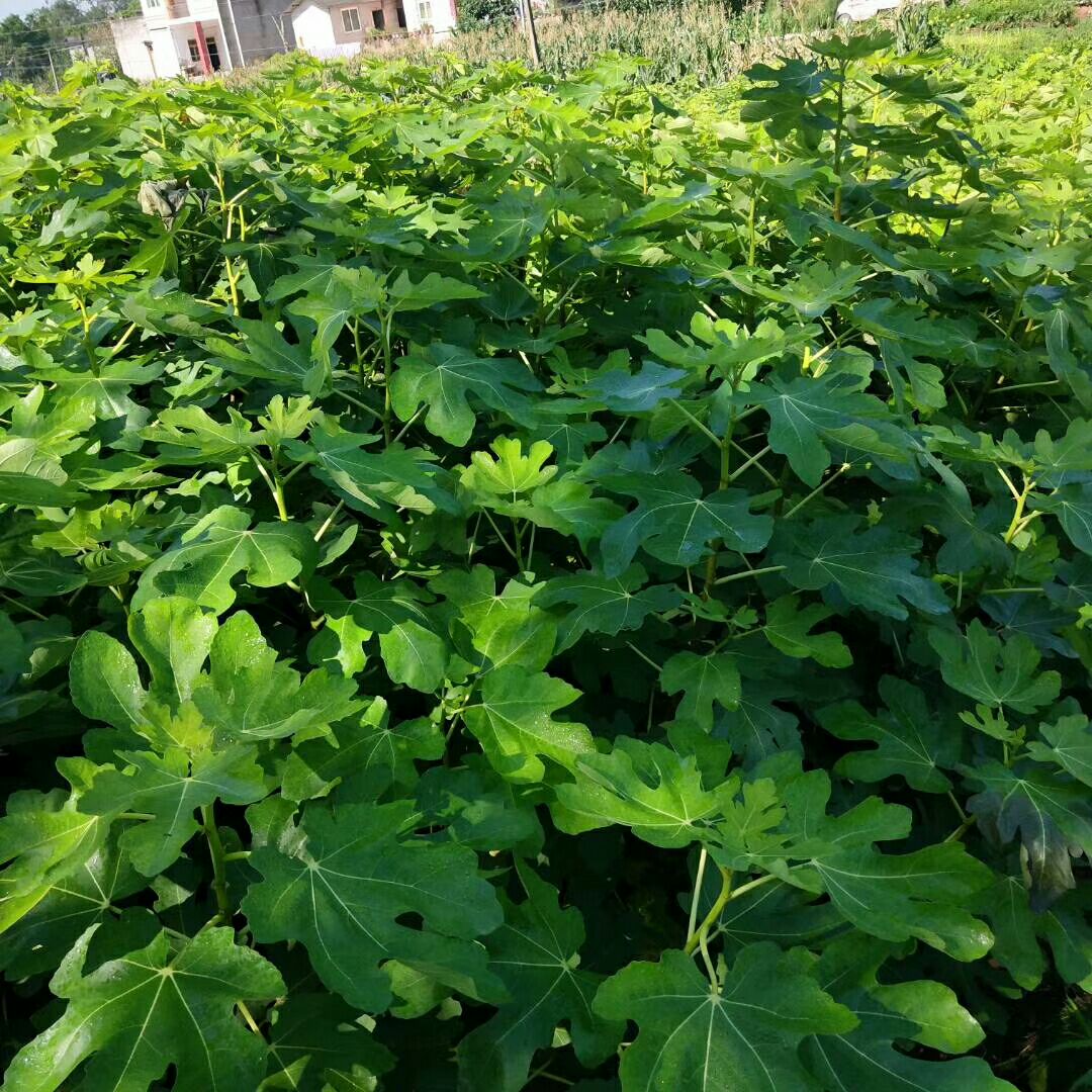 波姬红无花果苗  波姬红无花果树苗量大从优