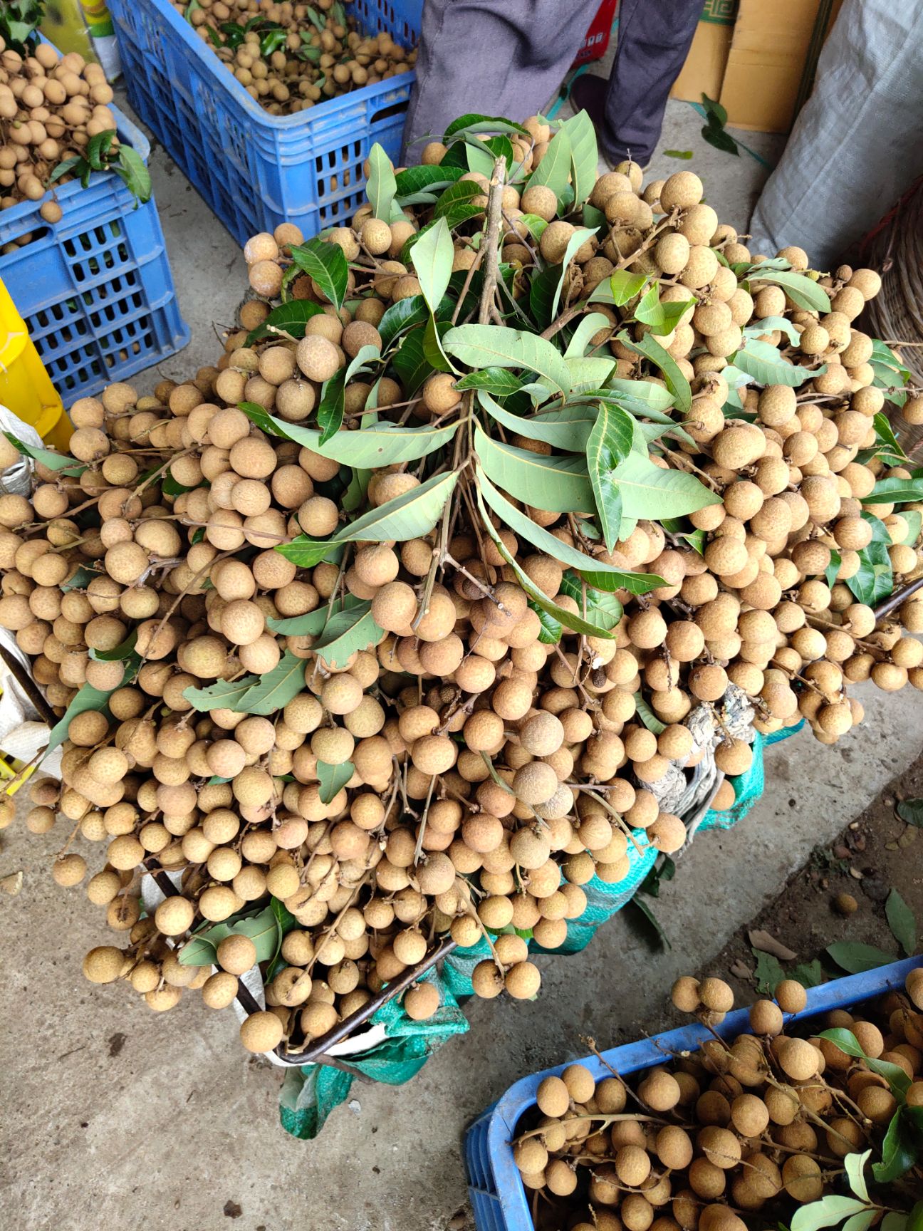  龙眼石硖龙眼  20 mm以上