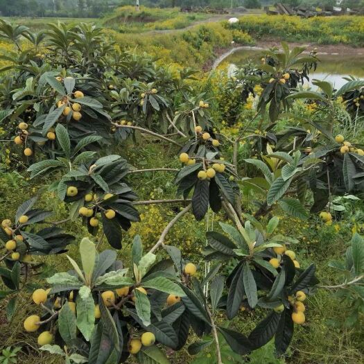 重庆市白玉枇杷 0.4两以下