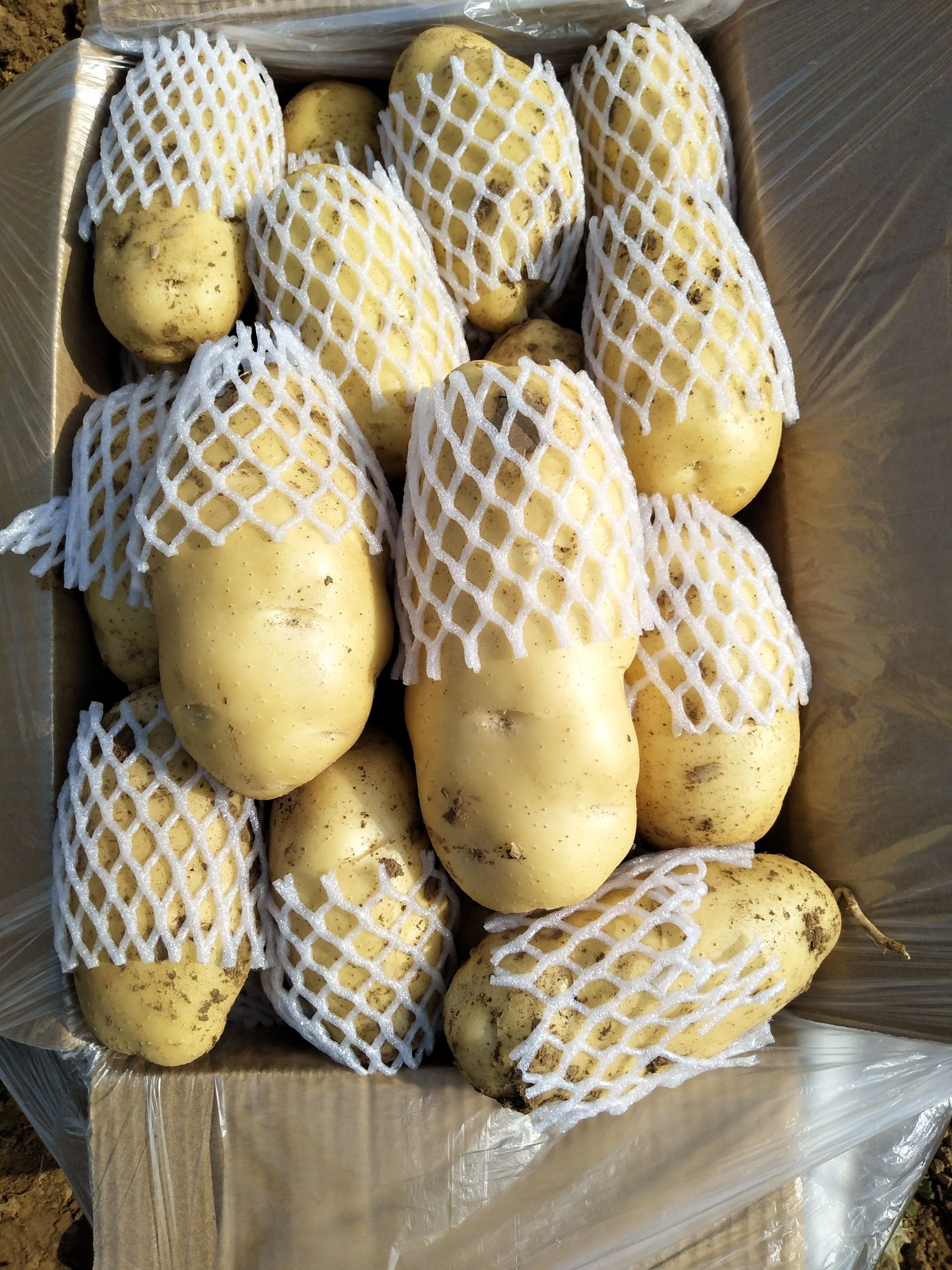 肥城市 精品荷兰十五土豆