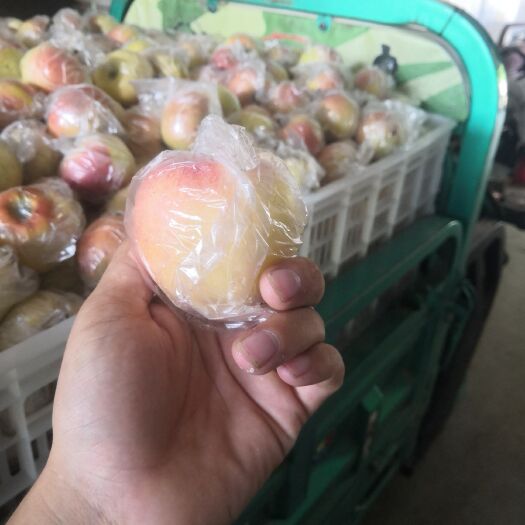 冠县 苹果 嘎啦苹果