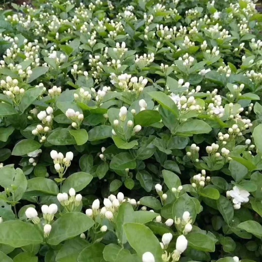 顺丰(包邮)茉莉花苗茉莉花盆栽4年苗