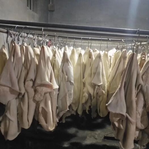 阳信县牛肚，半成品牛大肚带金肚，加工厂一手货源，常年供应质量保证