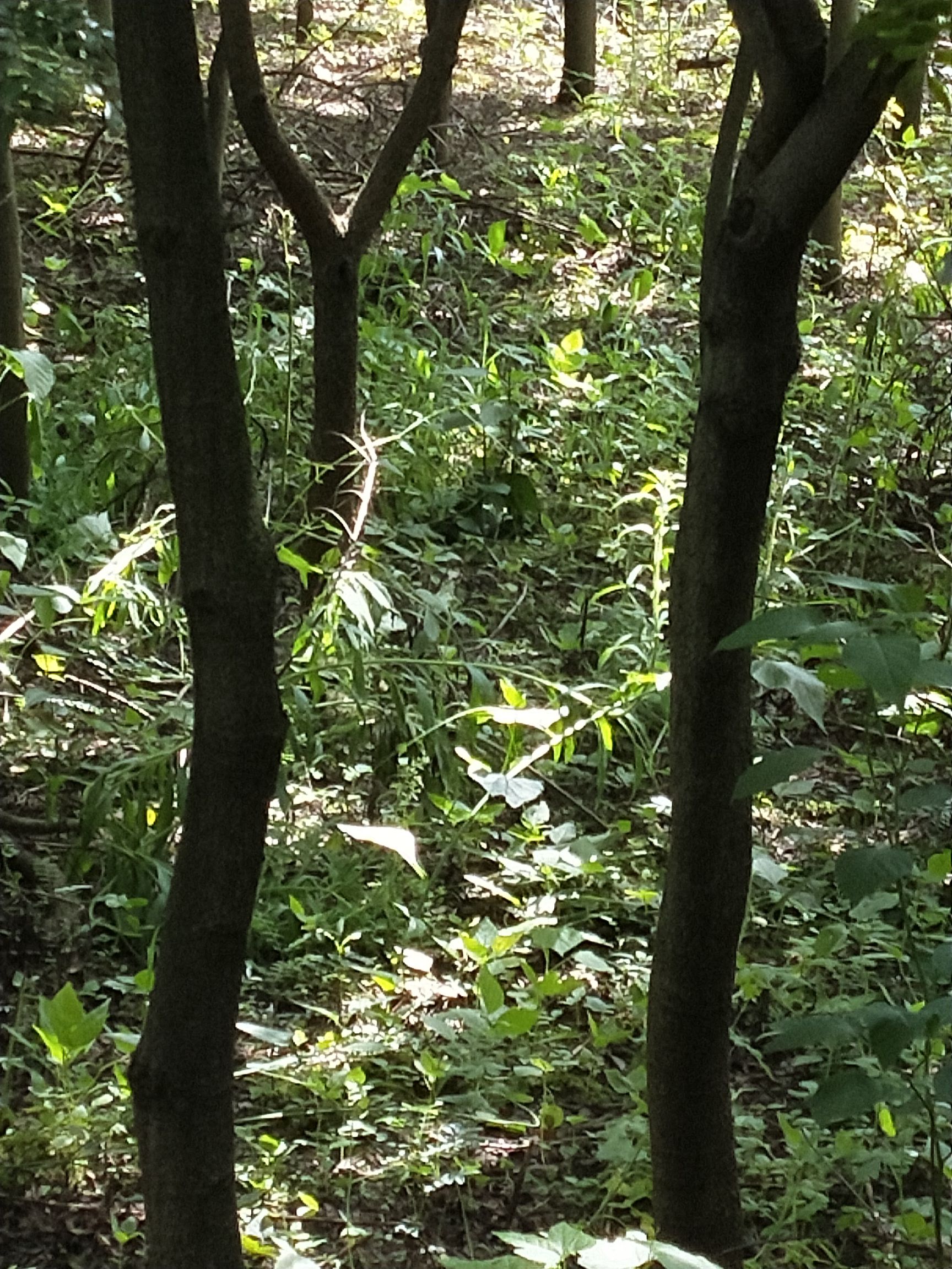  清香木树型非常好，米径3-7公分，需要的老板赶紧联系我，