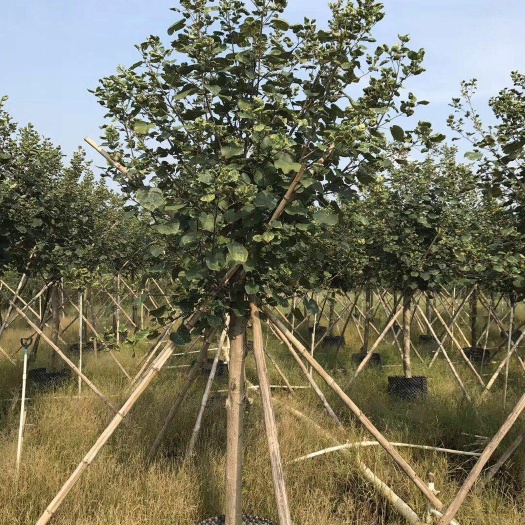 漳浦县黄槿 黄瑾批发 产地货源 黄瑾花期 黄瑾价格
