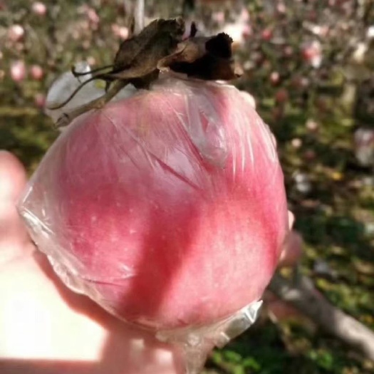 礼泉县 陕西咸阳礼泉县白水苹果