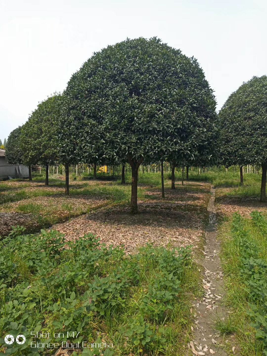 八月桂 湖南精品桂花供应 树型漂亮