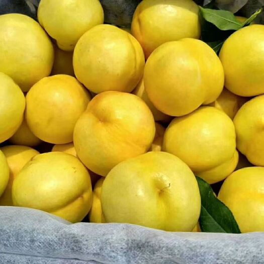 蒙阴县黄菊油黄油桃