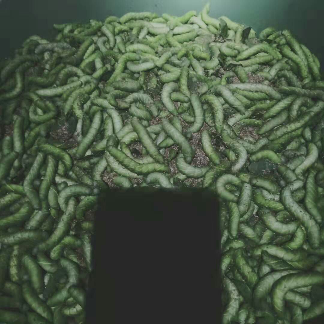  豆虫。品质好。营养高。高头大。有需要的老板。连续我