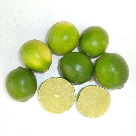 灵山县无籽青柠檬 香水柠檬 优力克柠檬苗